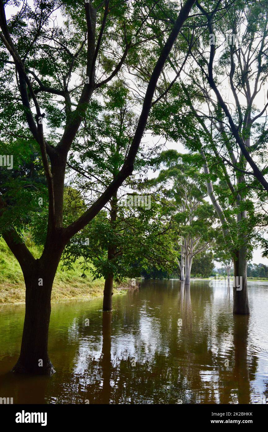 Il fiume Hawkesbury trabocca le sue rive a Windsor, nell'ovest di Sydney Foto Stock