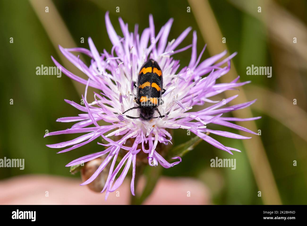 Castiarina si nutre di un fiore viola Foto Stock