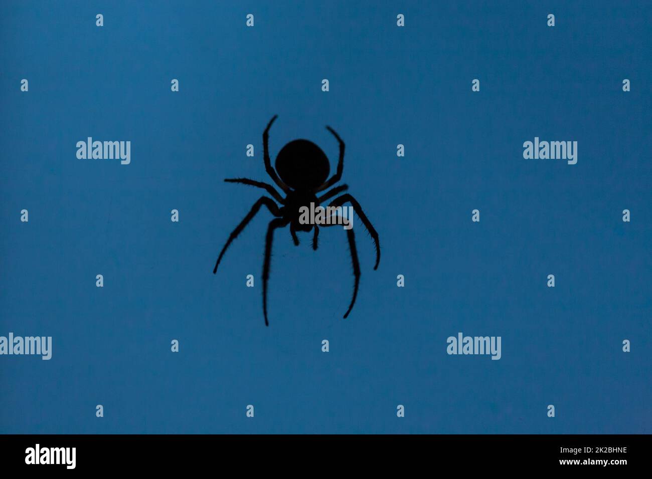 Silhouette di un ragno su sfondo blu Foto Stock