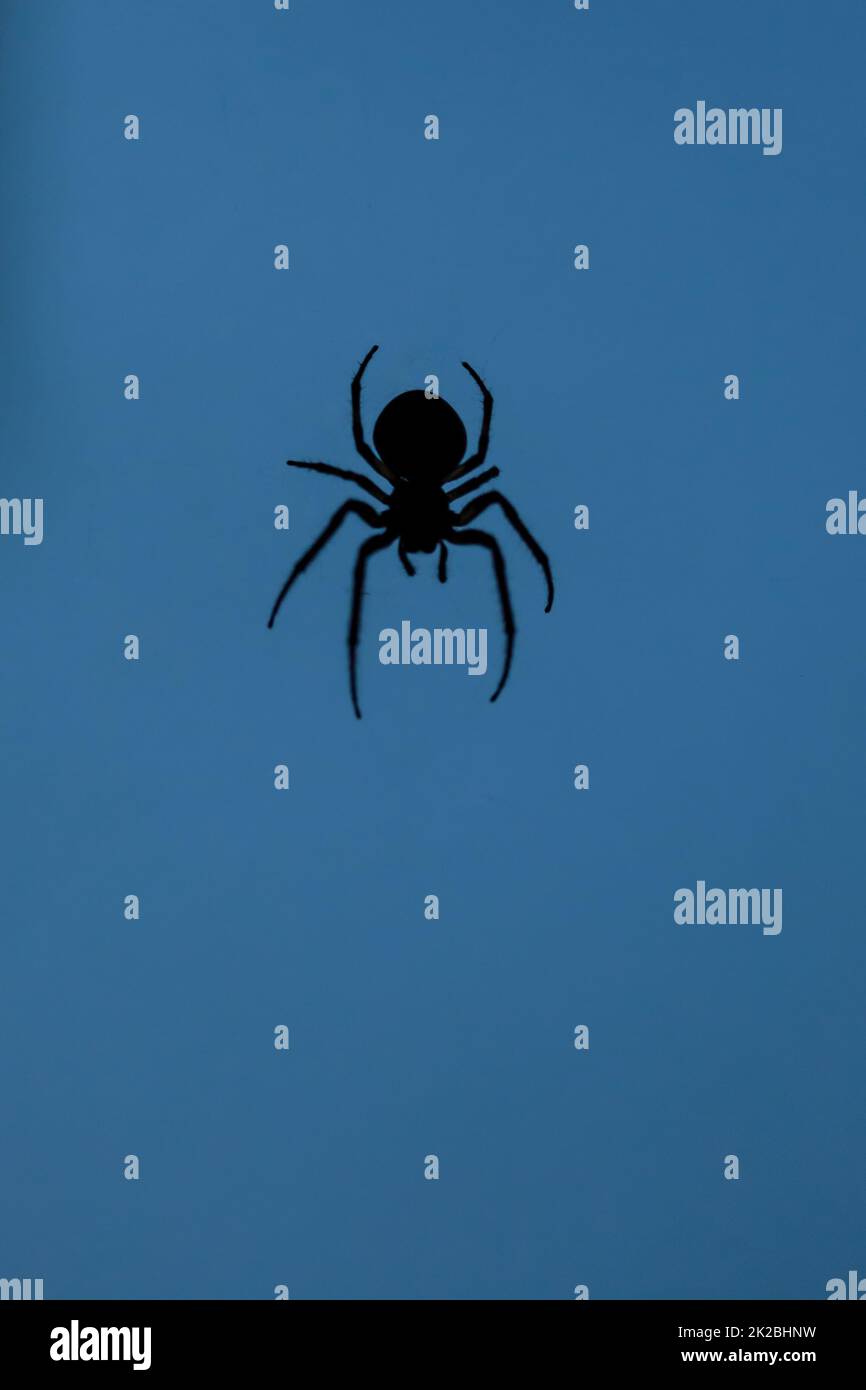 Silhouette di un ragno su sfondo blu Foto Stock