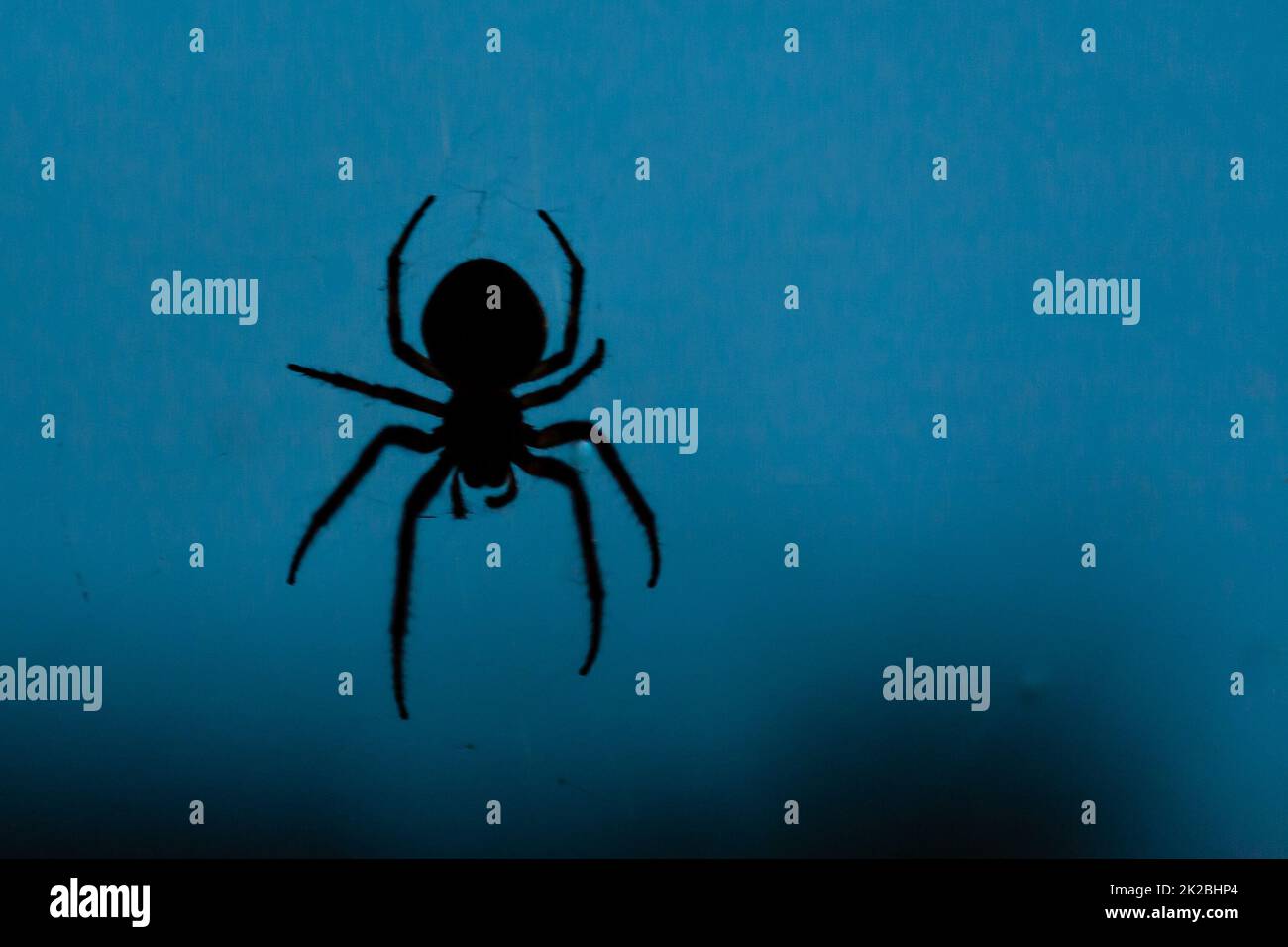 Silhouette di un ragno su sfondo blu Foto Stock