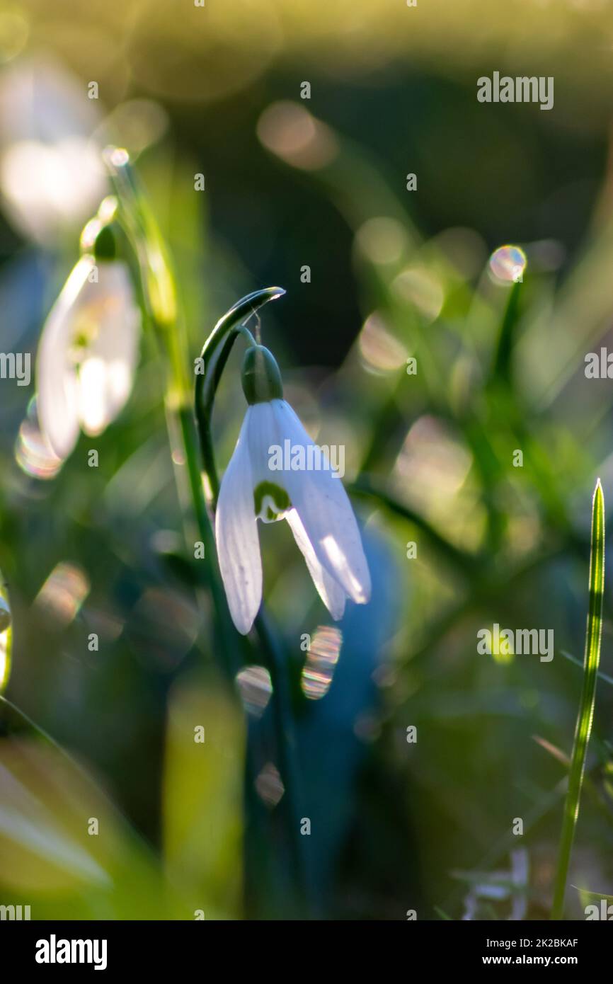 Prima primavera fiori di neve con polline e nettare per le api di miele di stagione nel mese di febbraio con petali bianchi e fiori bianchi in macro vista con bel bokeh per buone vacanze pasquali Foto Stock