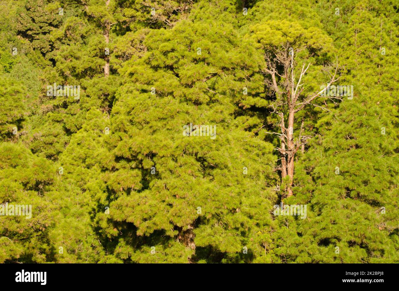 Foresta di Canary Island Pine. Foto Stock