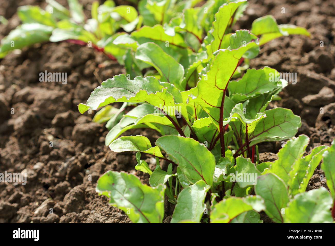 Verde giovane barbabietole piani su un percorso nel giardino vegetale Foto Stock