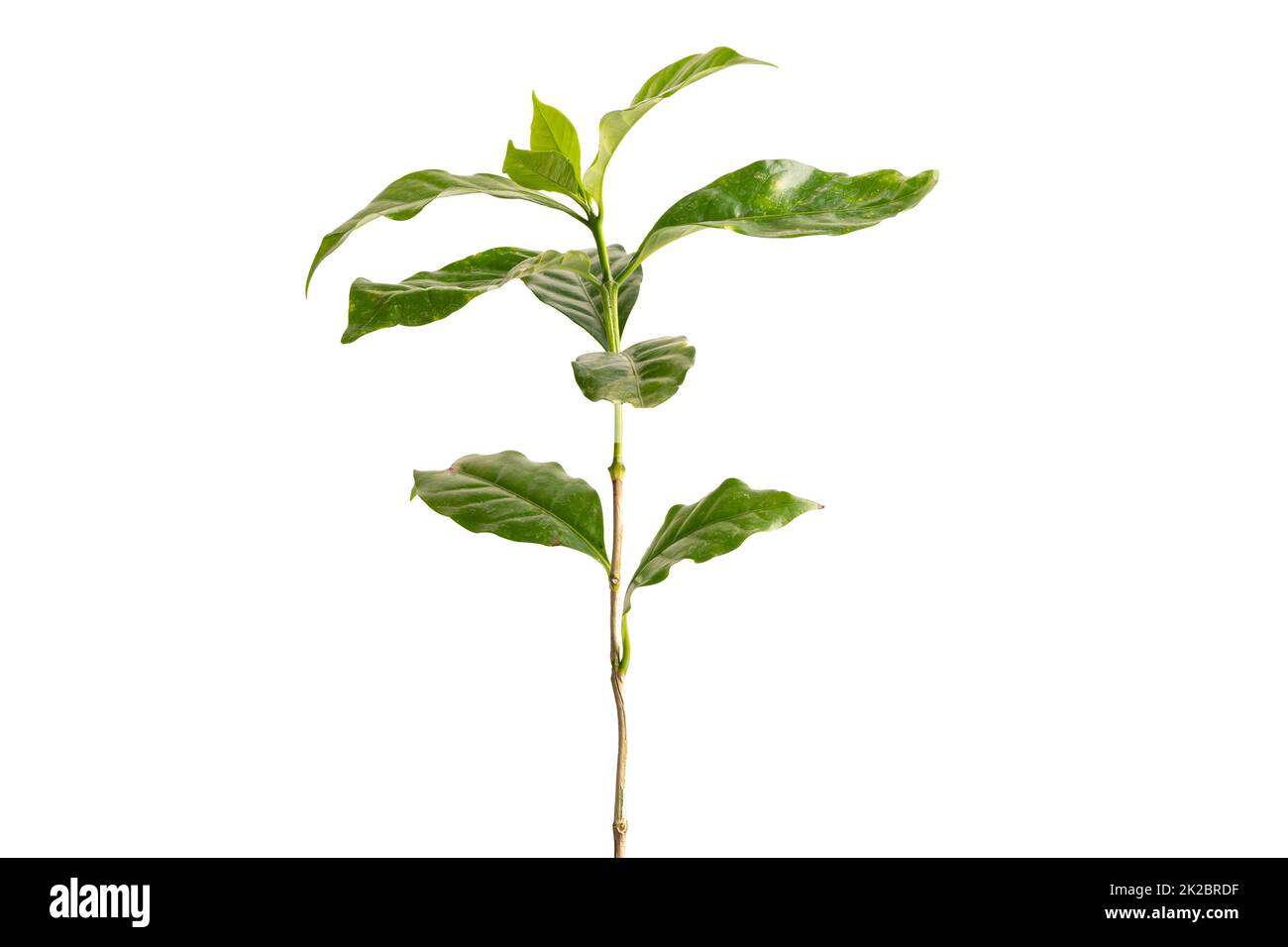 Albero di caffè con foglia isolato su sfondo bianco con percorso di ritaglio. Foto Stock