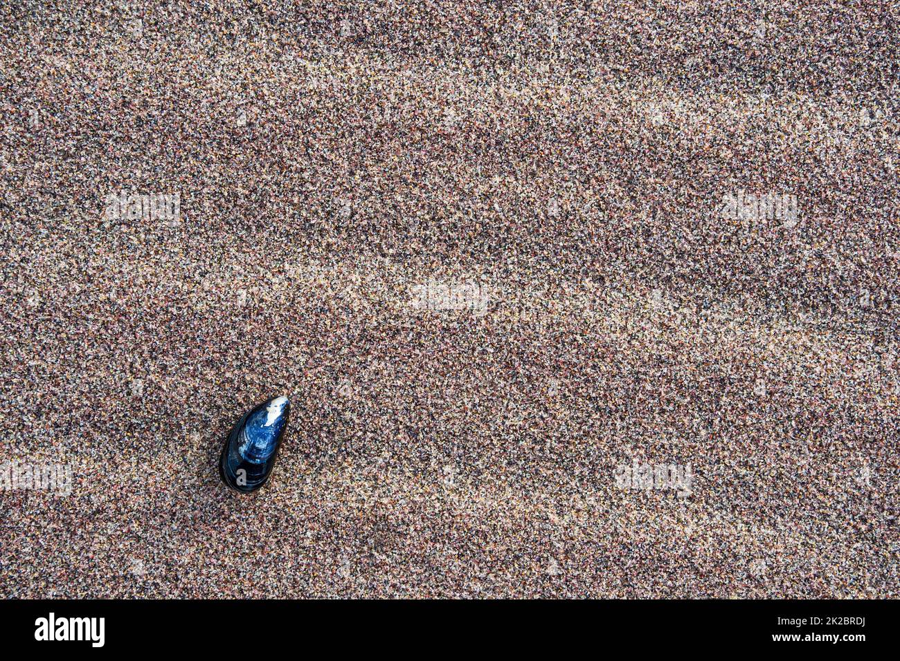Cozze blu sulle rive del Mar Baltico vicino a Meschendorf, Germania Foto Stock