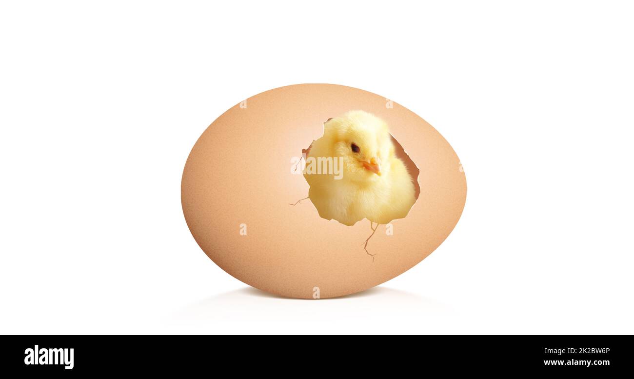 Piccolo pulcino carino per pasqua. Pulcino neonato giallo. Foto Stock