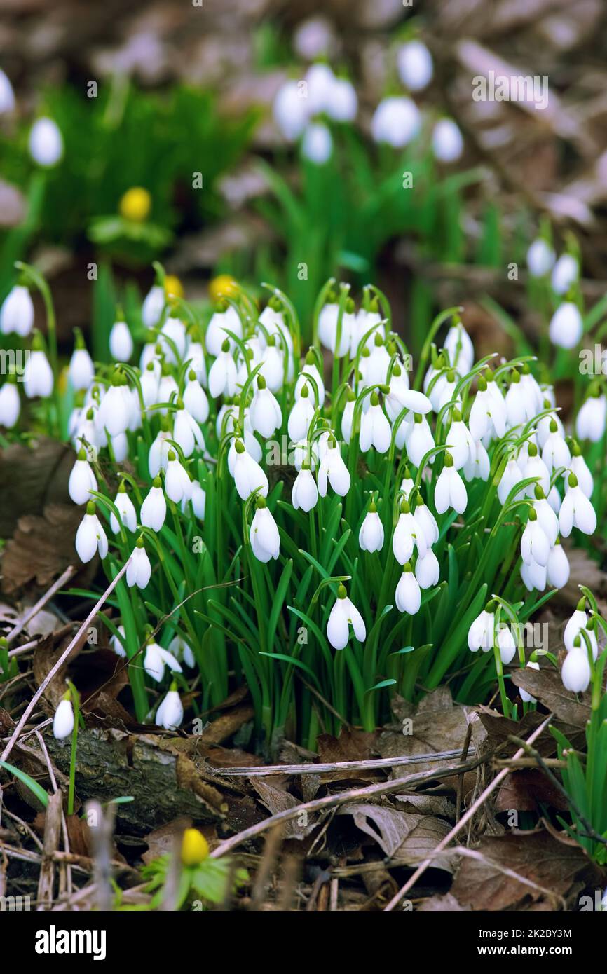 Galanthus nivalis è stato descritto dal botanico svedese Carl Linnaeus nella sua specie Plantarum nel 1753, e dato lo specifico epiteto nivalis, che significa neve (Galanthus significa con fiori bianchi al latte). Foto Stock