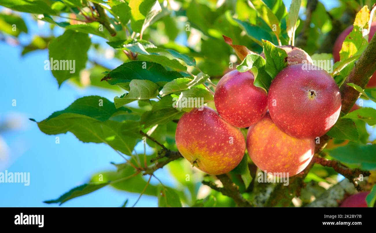 Mele rosse nel giardino. Una foto di mele gustose e belle. Foto Stock