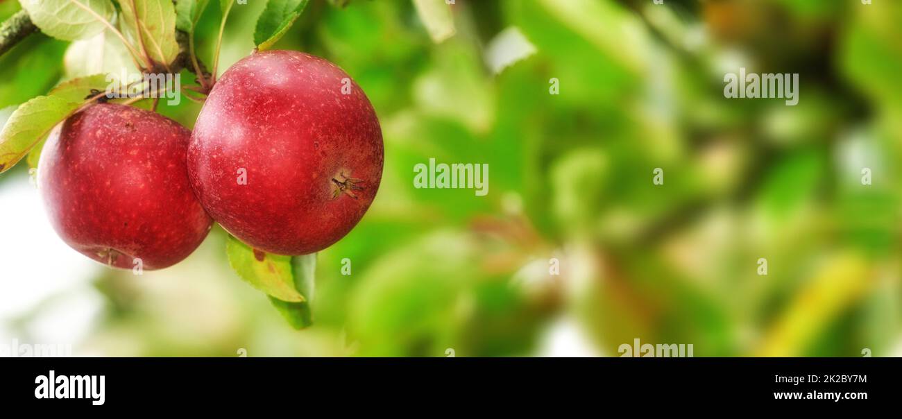 Mele rosse nel giardino. Una foto di mele gustose e belle. Foto Stock