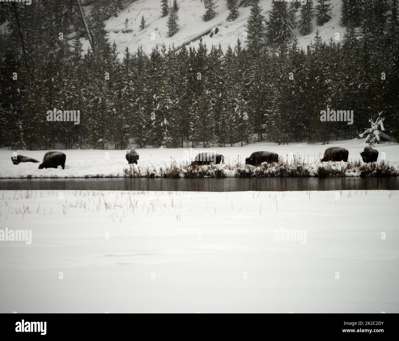 American Bison Yellowstone National Park Foto Stock