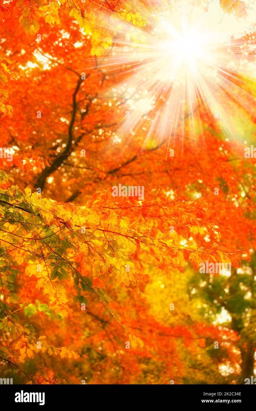 Natura in autunno. Una foto di Alba in autunno foresta. Foto Stock