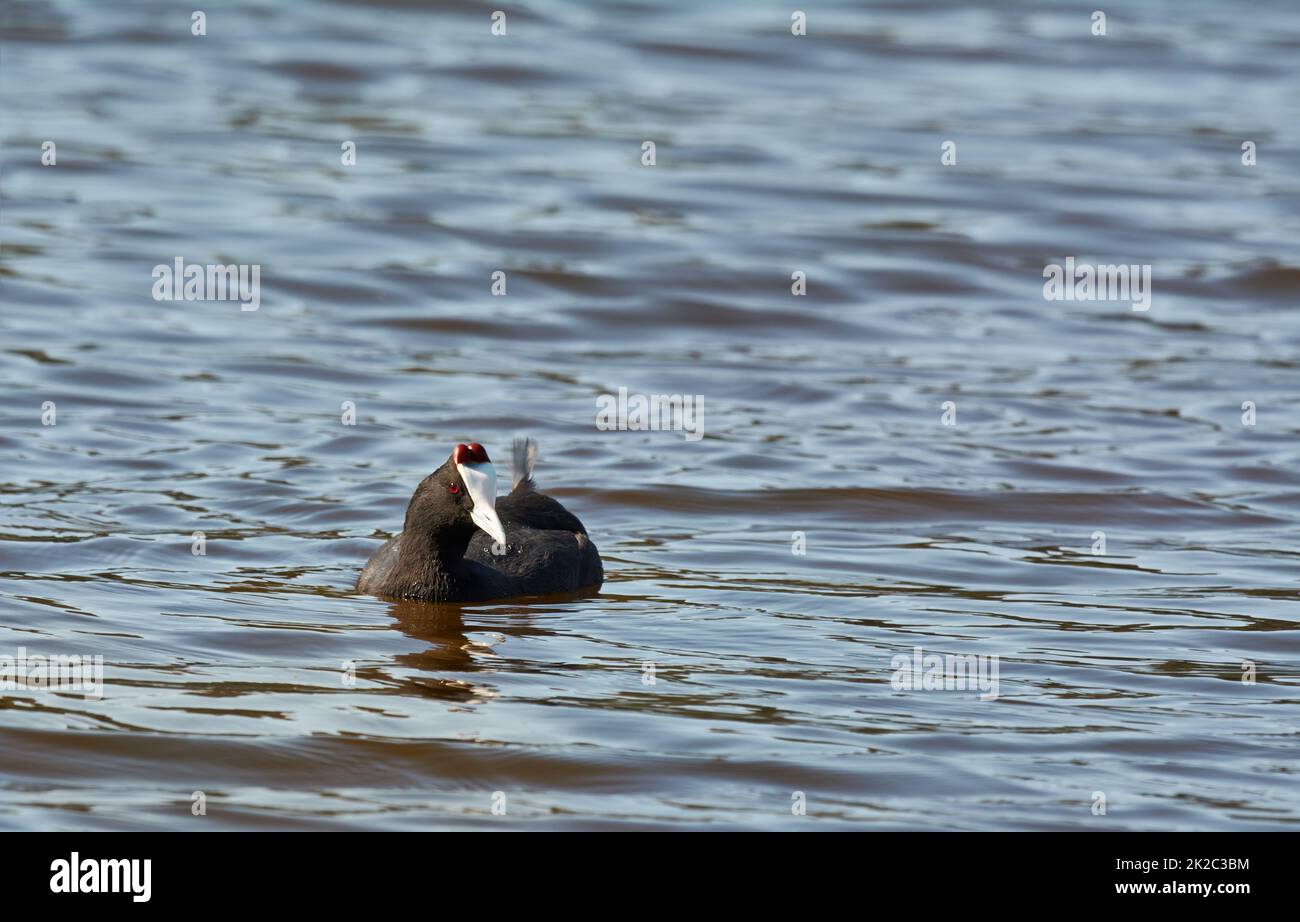 Galleggiando graziosamente sul laghetto. Un uccello raro galleggiando dolcemente su un laghetto. Foto Stock