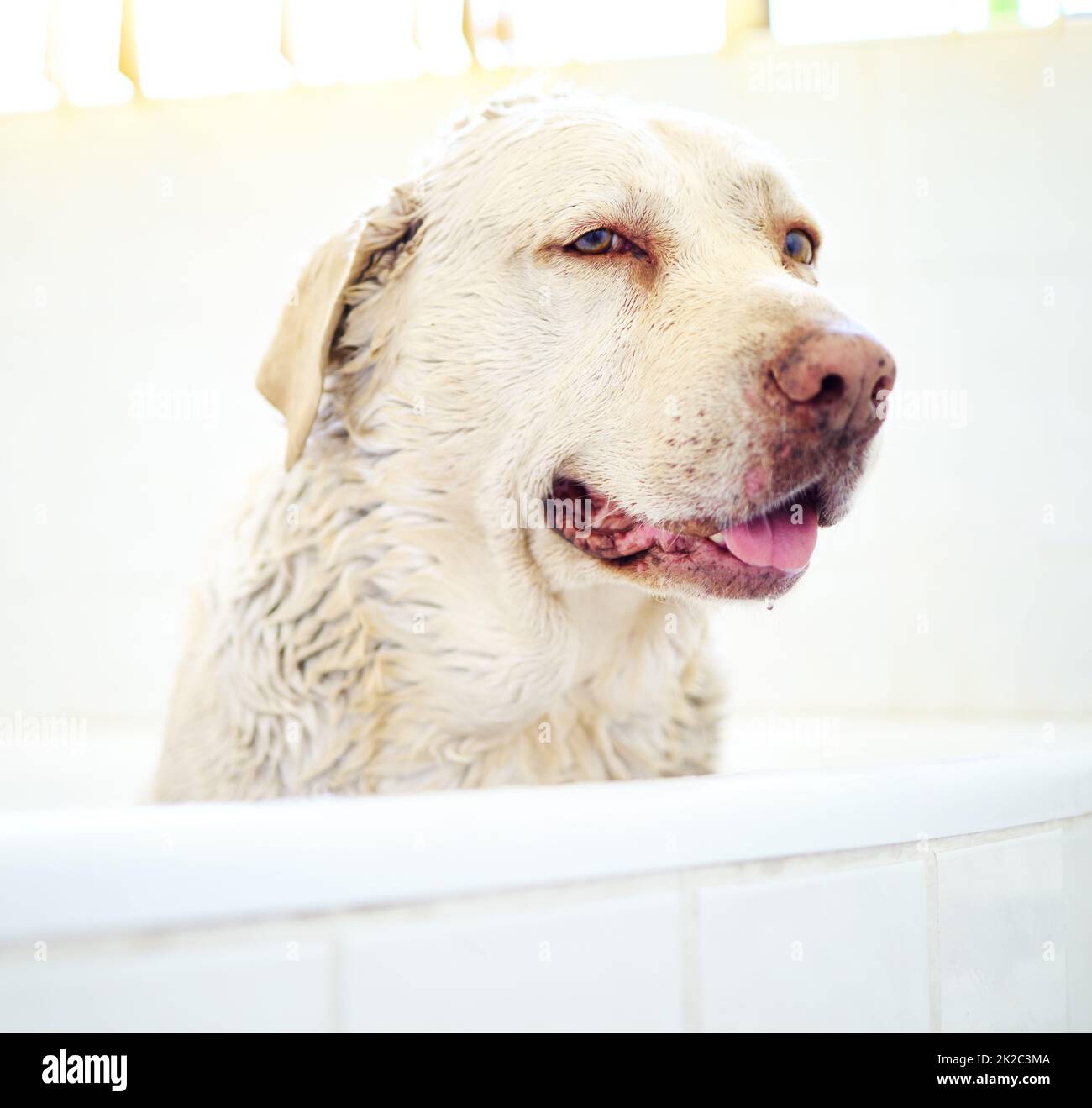 Il cane più pulito della casa. Shot di un cane adorabile che ha un bagno a casa. Foto Stock