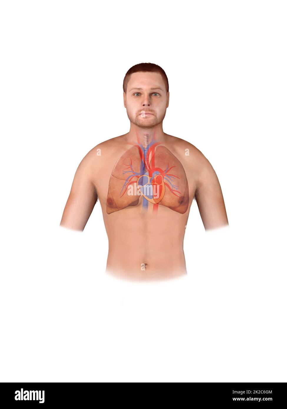 Cuore. Infografica medica moderna. Organi interni in un corpo umano. Anatomia delle persone Foto Stock
