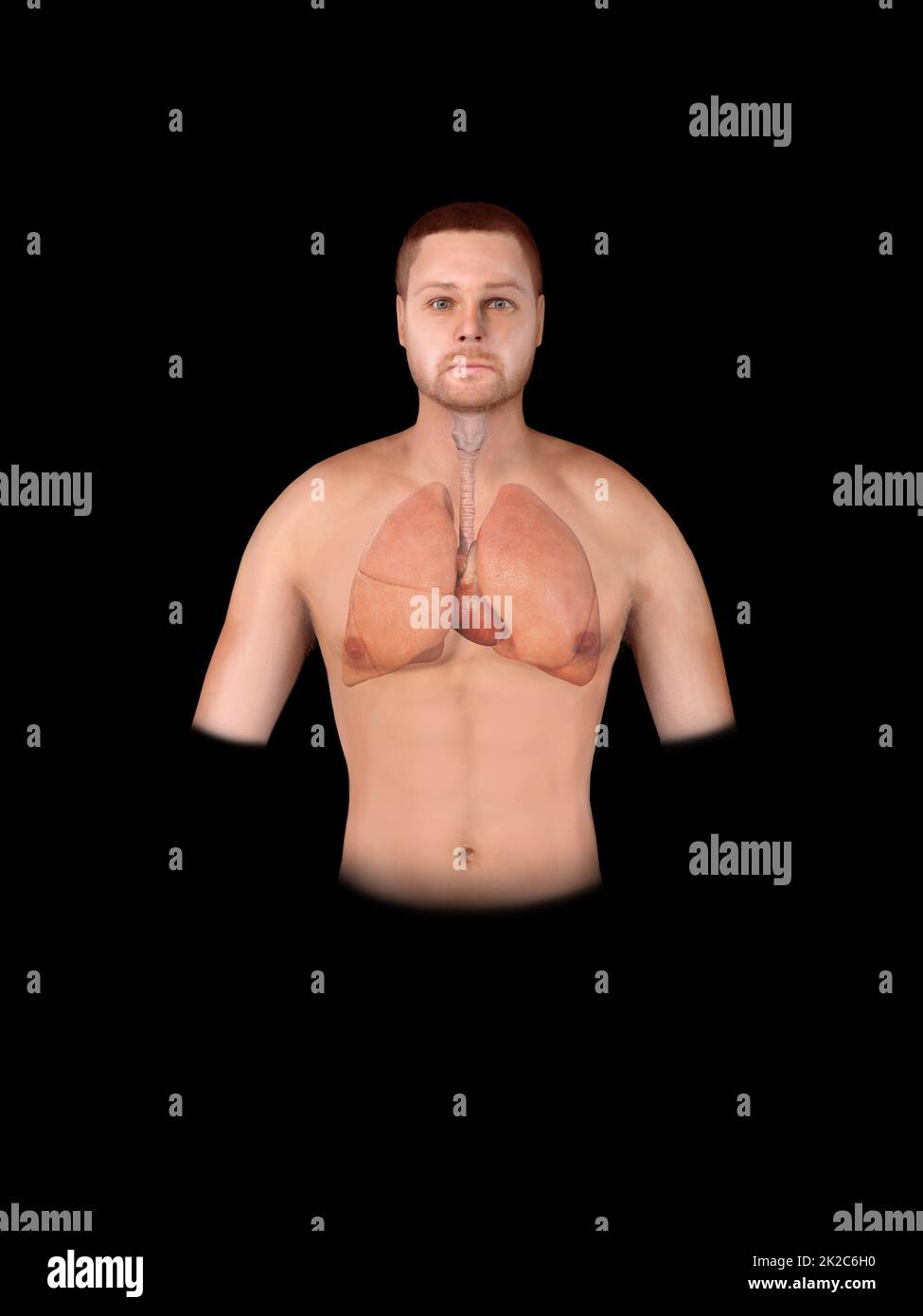 Apparato respiratorio umano, polmoni, alveoli. Diagramma medico. All'interno dell'anatomia dell'acceleratore nasale laringe. Respiro, polmonite, fumo. Illustrazione dell'anatomia. Infografica sulla sanità e la medicina. Foto Stock