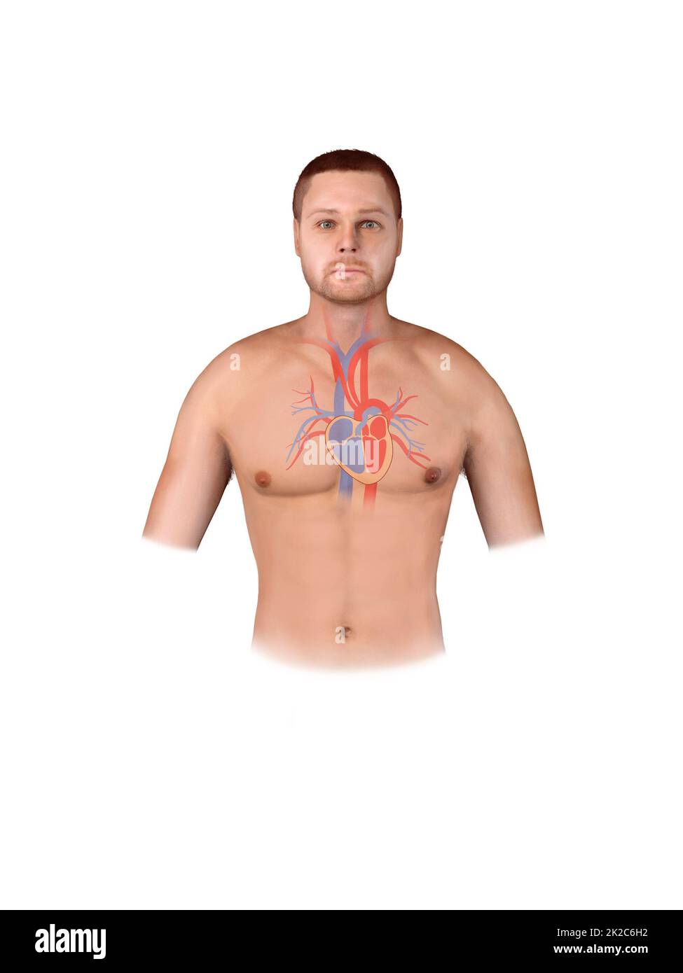 Uomo silhouette cuore sano batte 3D medicina modello Pulse corpo interno moderna tecnologia innovativa rendere illustrazione Foto Stock