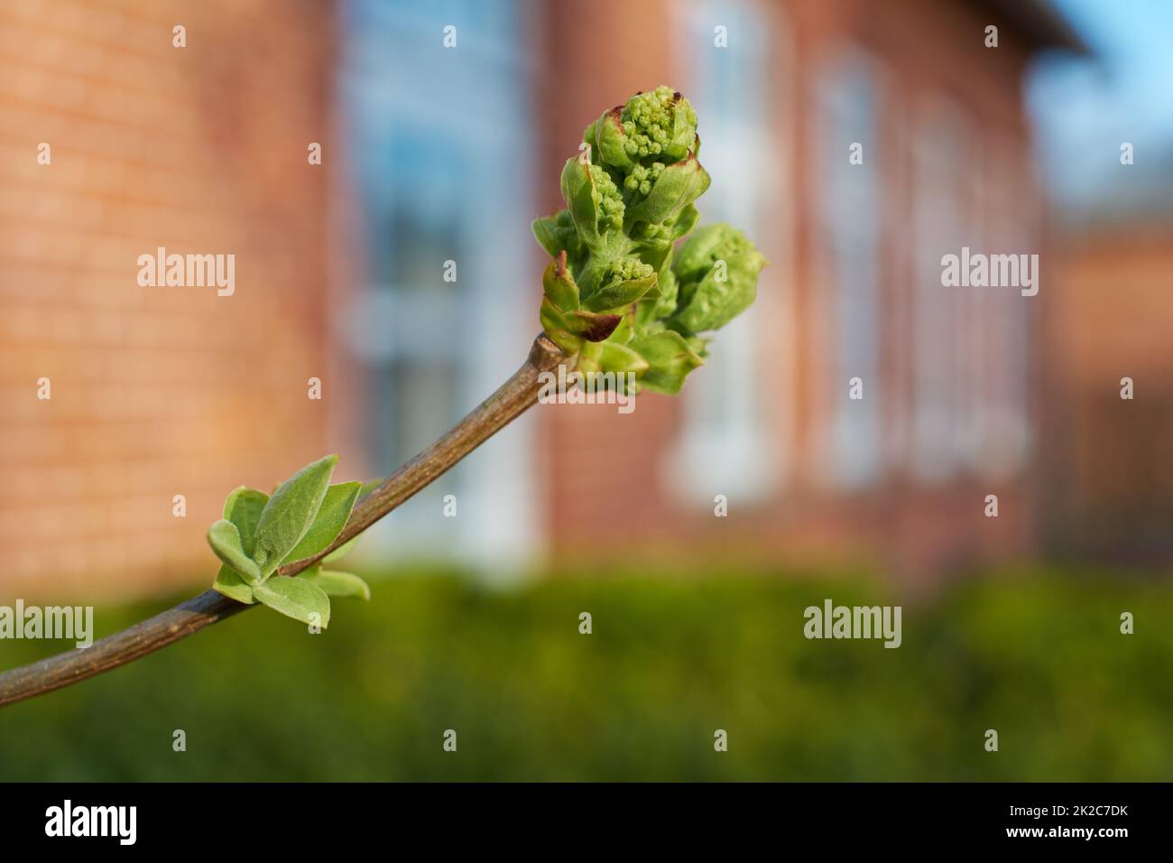 L'ora di primavera porta nuova crescita. Una vista ritagliata di una pianta con germogli nuovi che crescono su di essa. Foto Stock