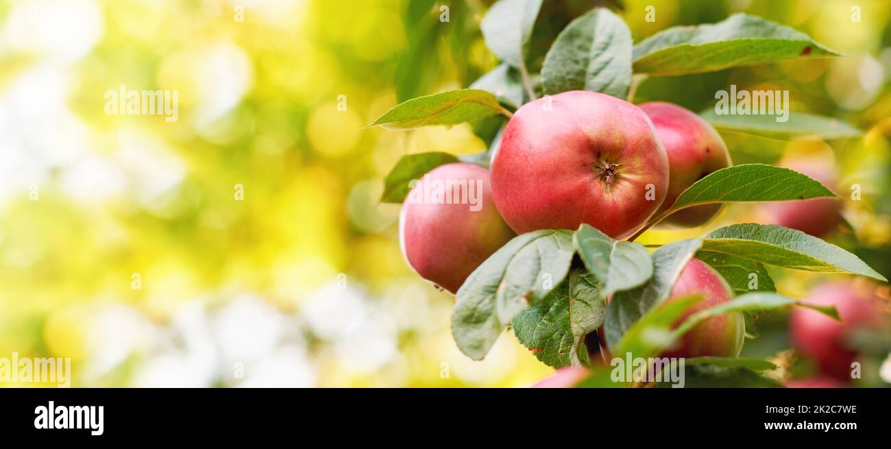 Mele nel mio giardino. Una foto di gusto e belle mele. Foto Stock