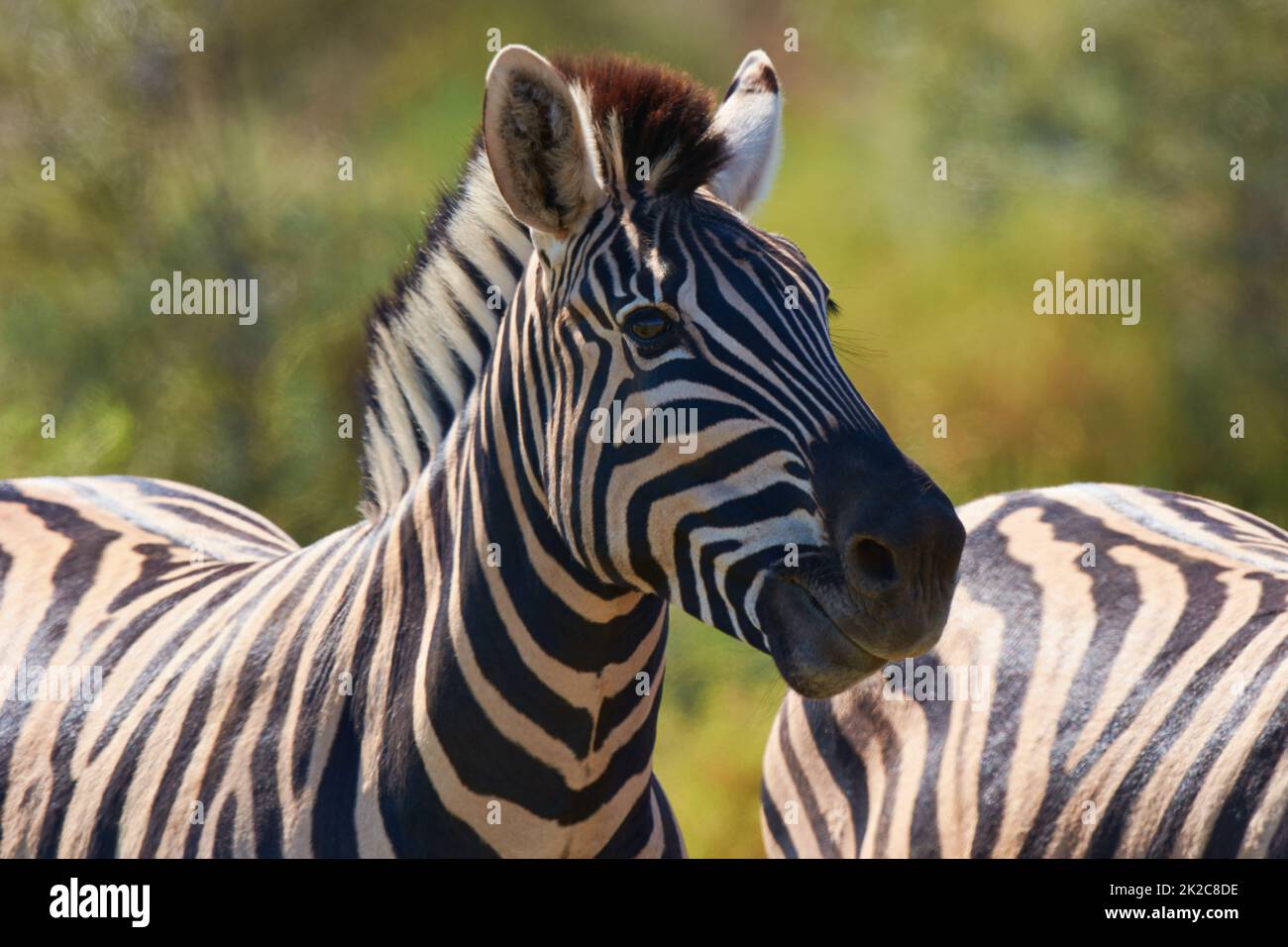Bellezza bianca e nera del selvaggio. Shot di due zebre pascolo in natura. Foto Stock