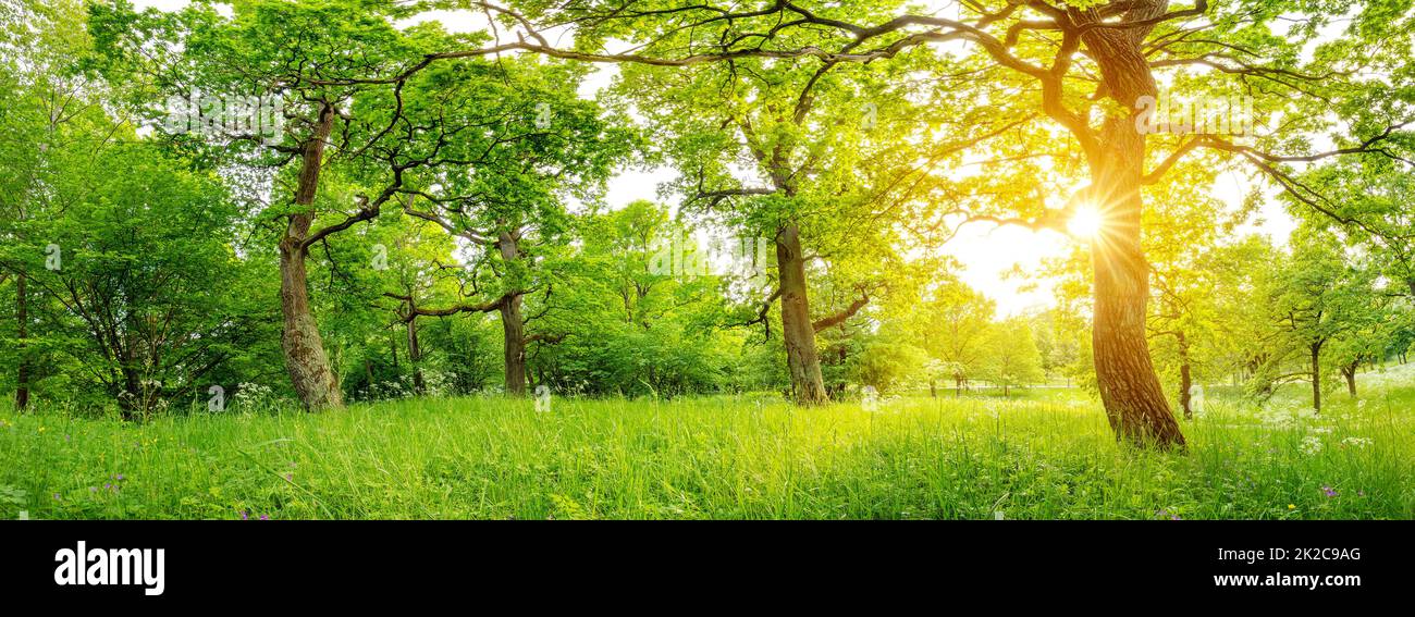 Splendida vista sul parco naturale con vecchie e enormi querce. Foto Stock