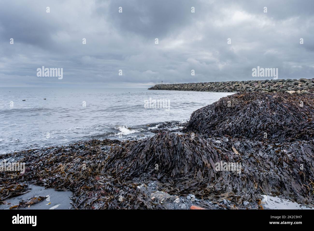 Tumuli di alghe coprono Fisherman's Beach a Glace Bay Nova Scotia Canada. Foto Stock