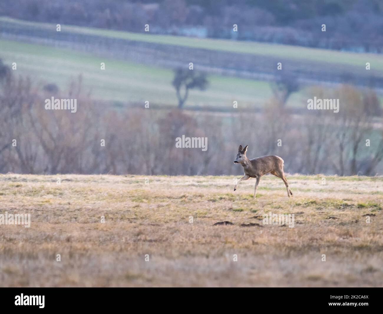 Capriolo in esecuzione Foto Stock
