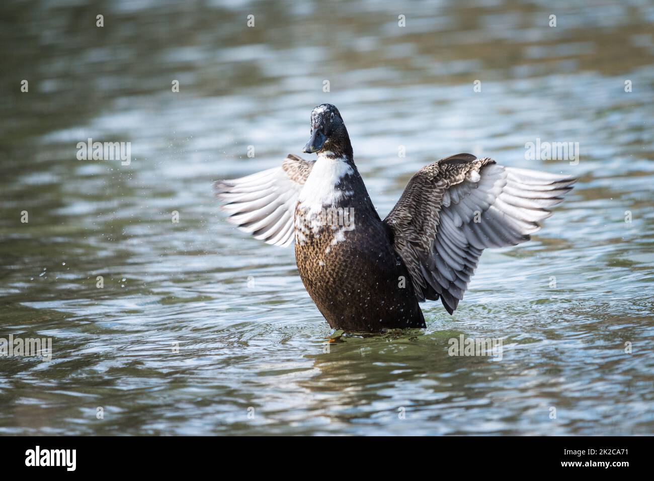 Anatra grigio selvaggia nuoto in primo piano in acqua. Un'anatra migratrice maschio grigio-marrone spalma le sue ali Foto Stock