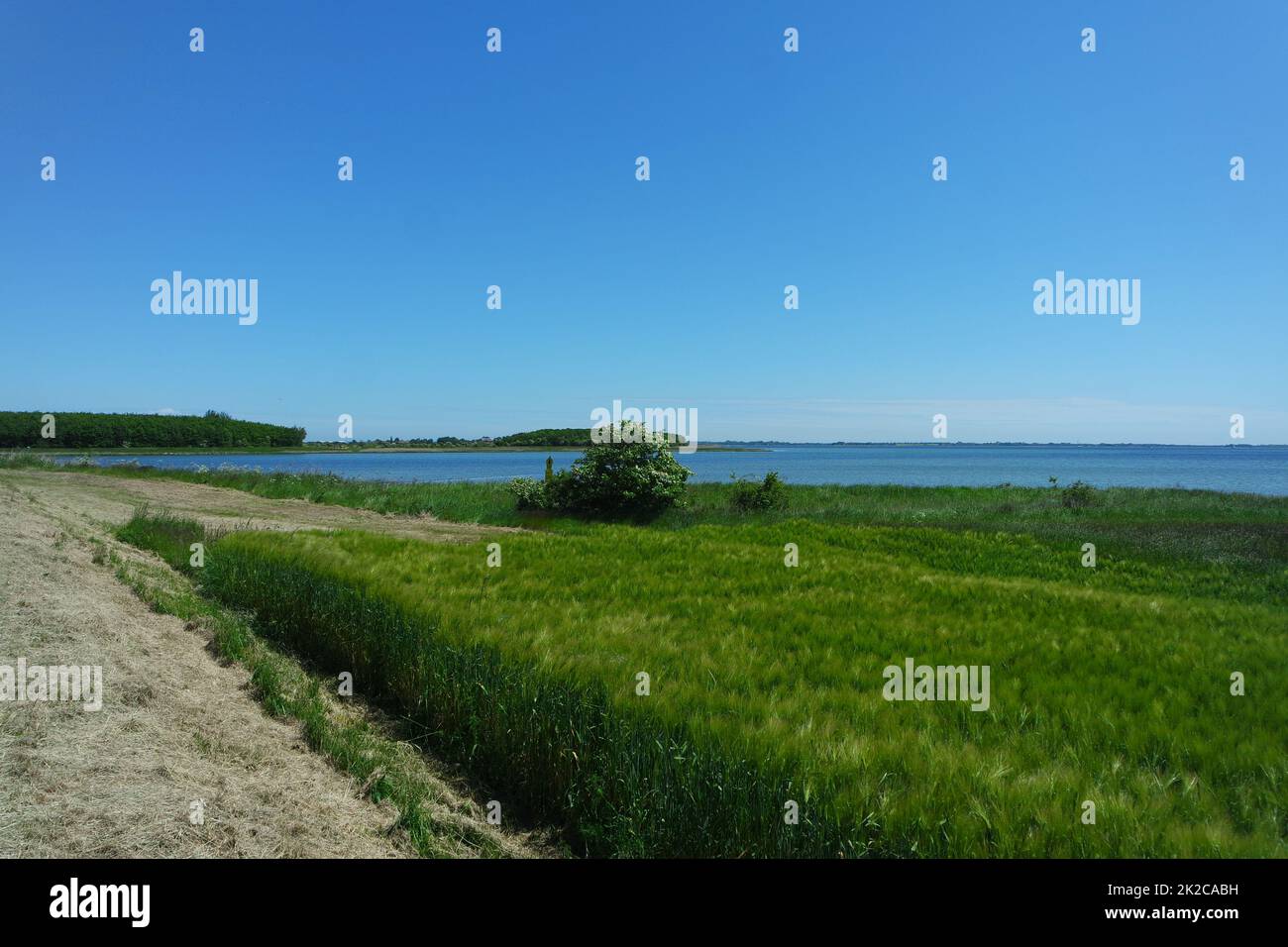 Campo di grano sulla diga, isola di Fehmarn Foto Stock