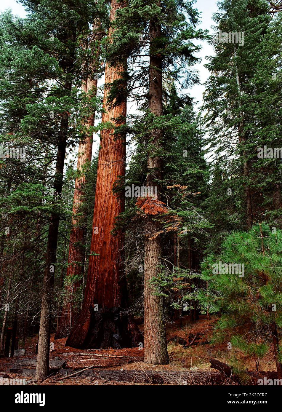Sequoia gigante alberi Foto Stock