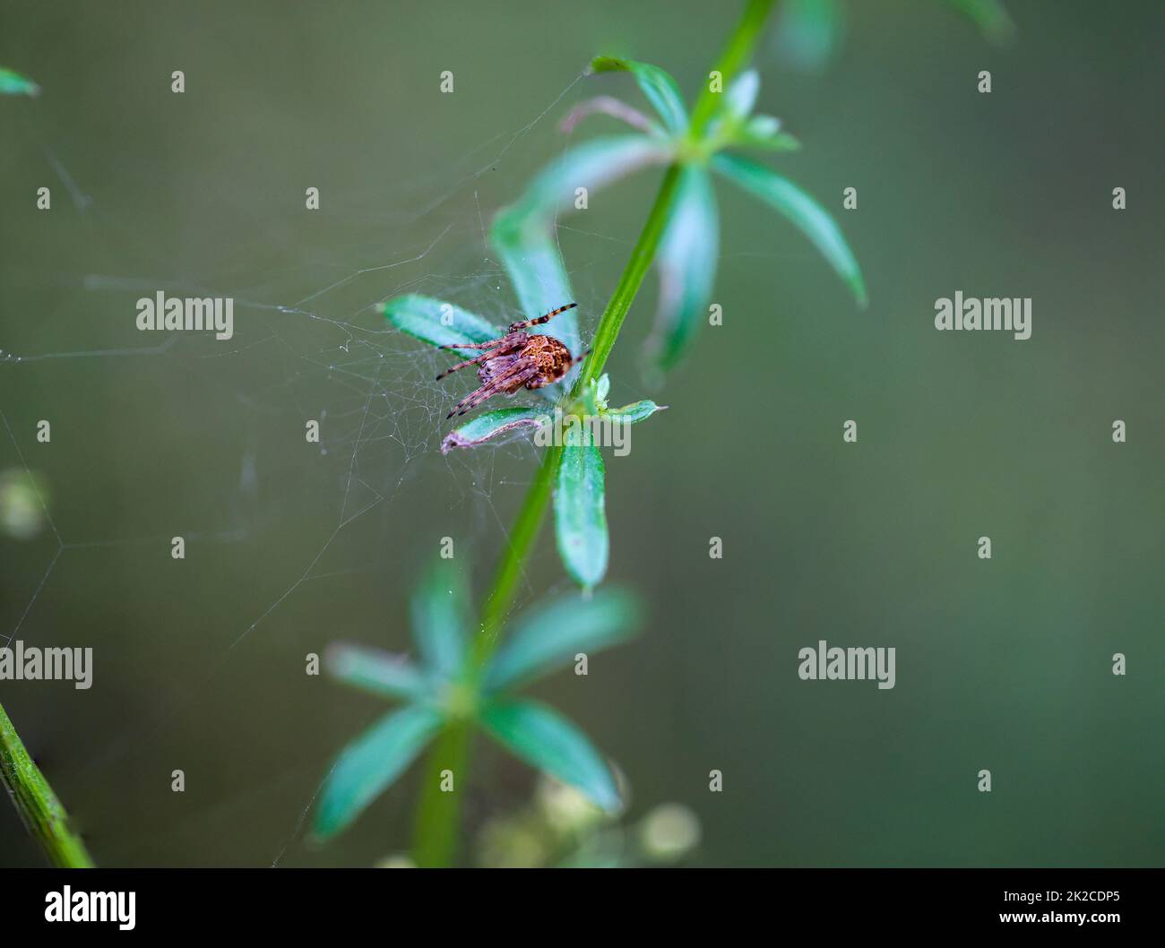 Primo piano di un ragno trasversale su una pianta. Foto Stock