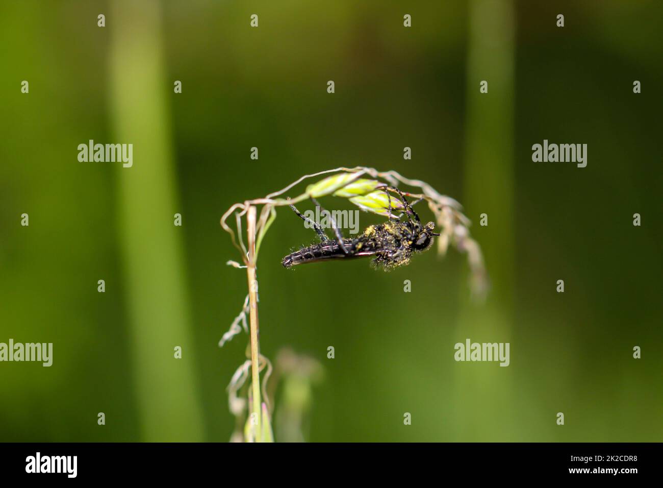 Una mosca o un insetto simile a una mosca su una pianta. Foto Stock