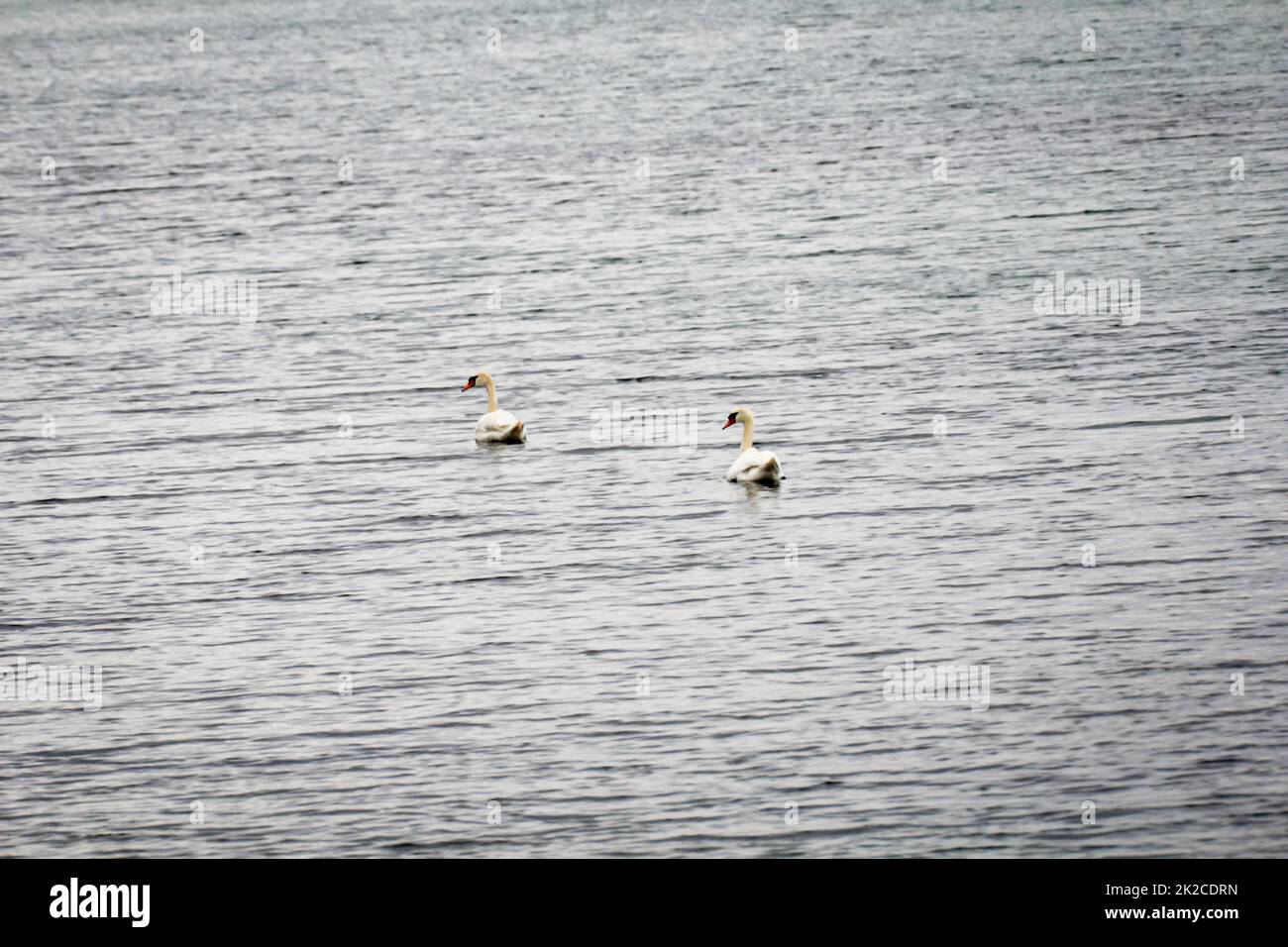 Due cigni bianchi muti sono su un lago. Foto Stock
