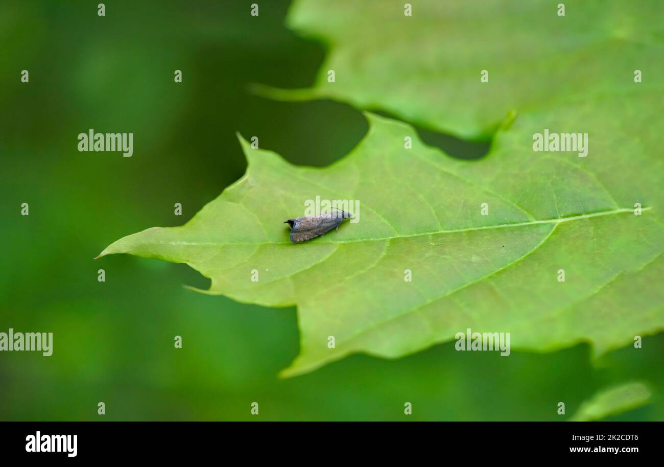 Una mosca o un insetto simile a una mosca su una pianta. Foto Stock
