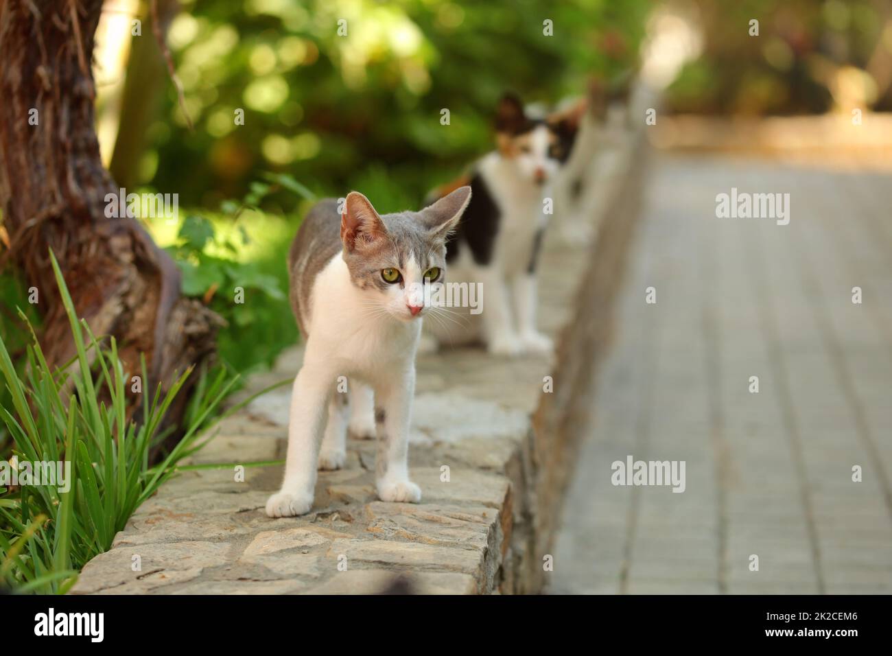 Il bianco e il grigio gatto randagio camminando sul cordolo di marciapiede, un altro dietro, luce solare giardino estivo/park in background. Foto Stock