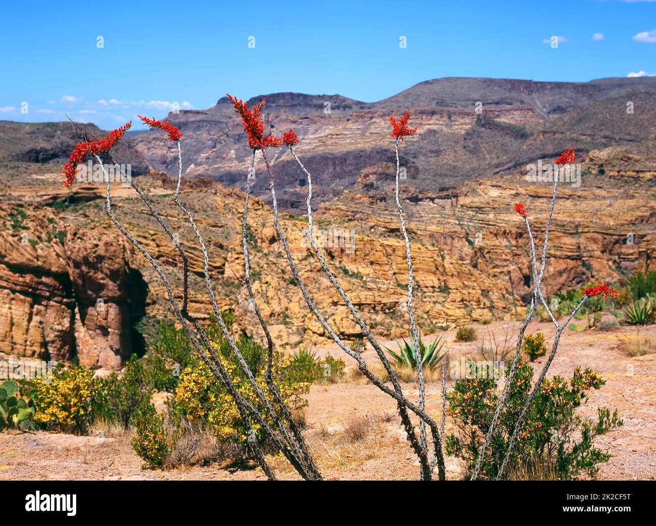 Fiori di Octillio Cactus Foto Stock