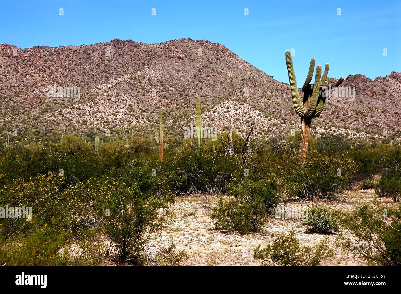 Sonora Desert Arizona Foto Stock