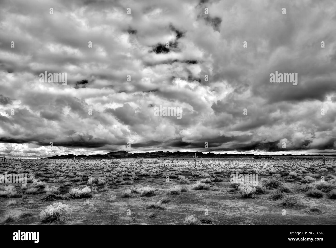 Infrarosso sonora Desert Arizona Foto Stock