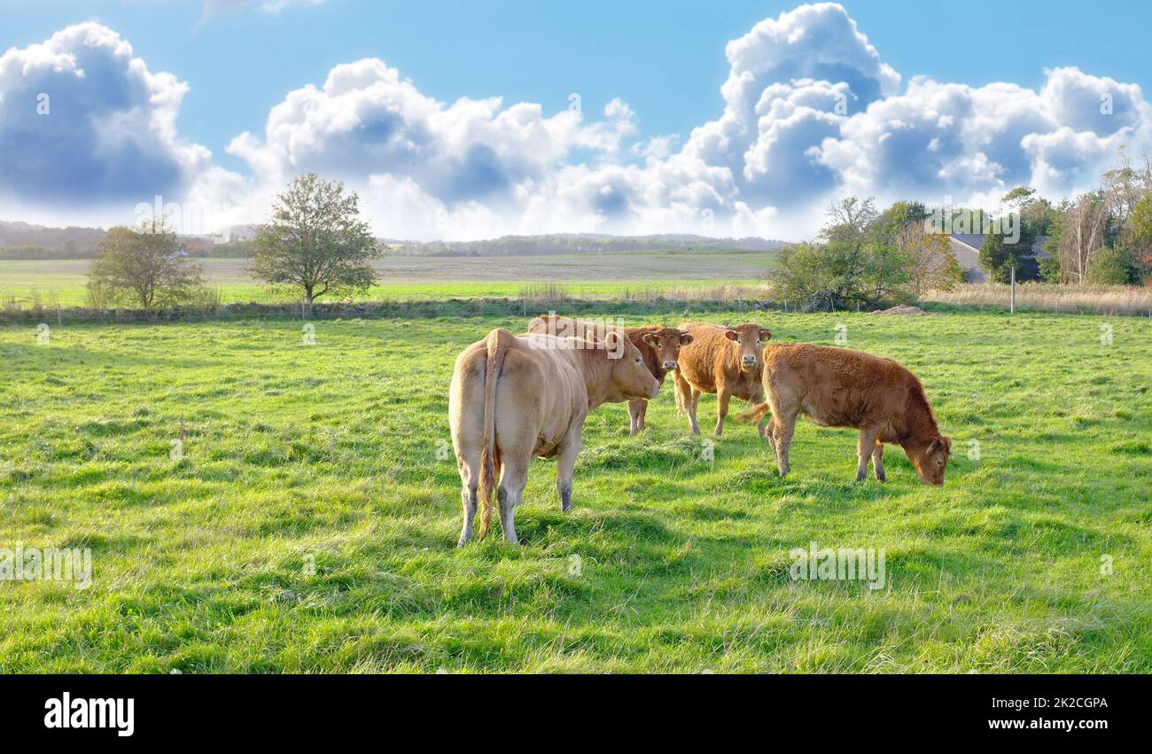 Una foto di mucche in Nuova Zelanda. Una foto di mucche in Nuova Zelanda. Foto Stock