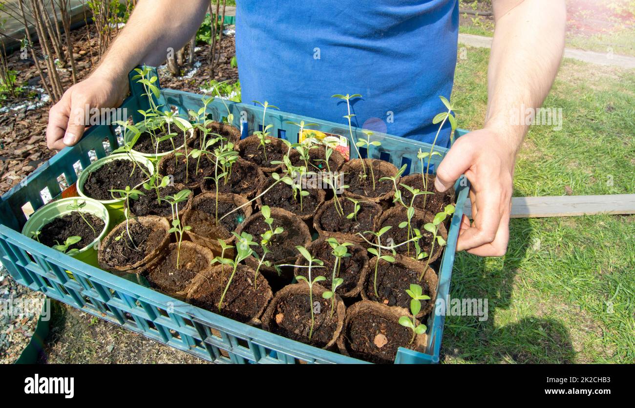 Le mani di un giovane agricoltore maschile tengono un vassoio con piantine di piante vegetali preparate per piantare in una serra o orto, il concetto di coltivazione di ortaggi biologici Foto Stock