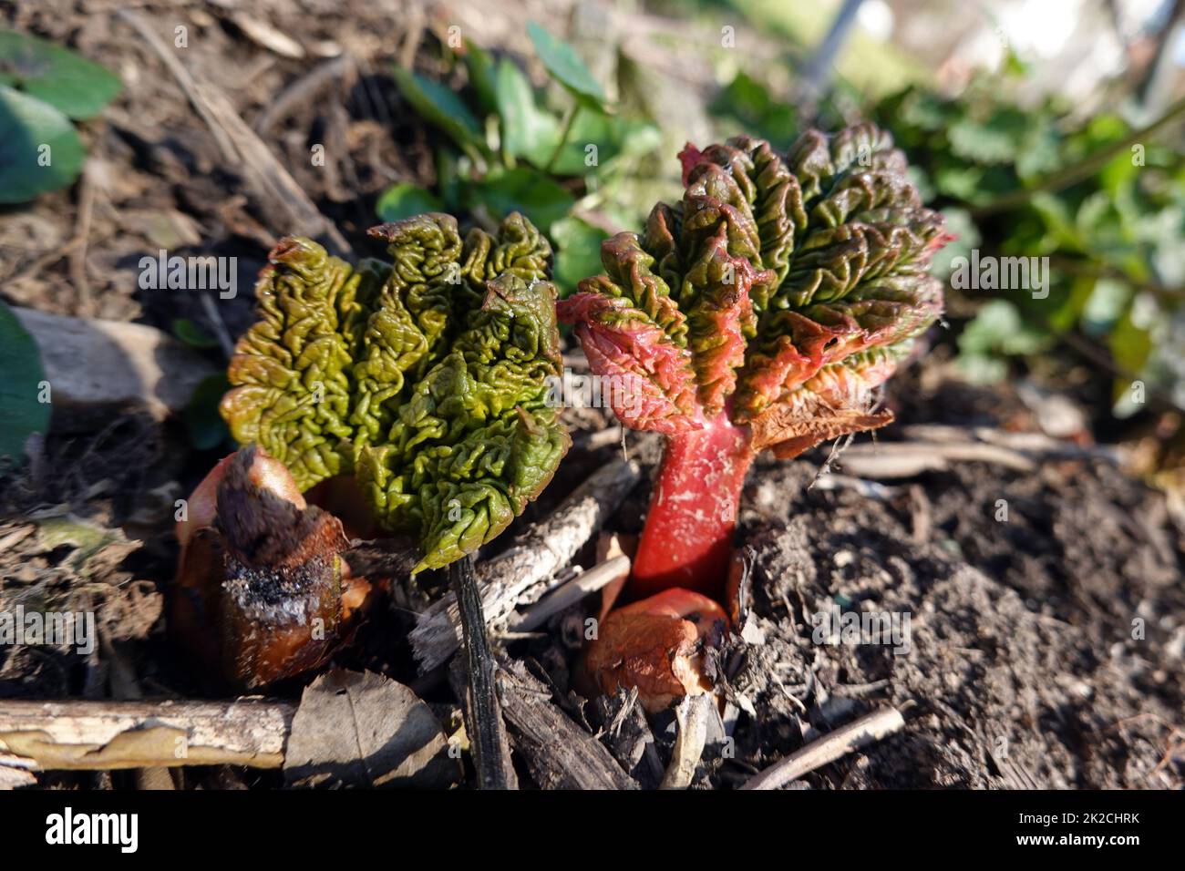 Rhabarber (Rheum rabarum) - junge Triebe spriessen im FrÃ¼hjahr Foto Stock