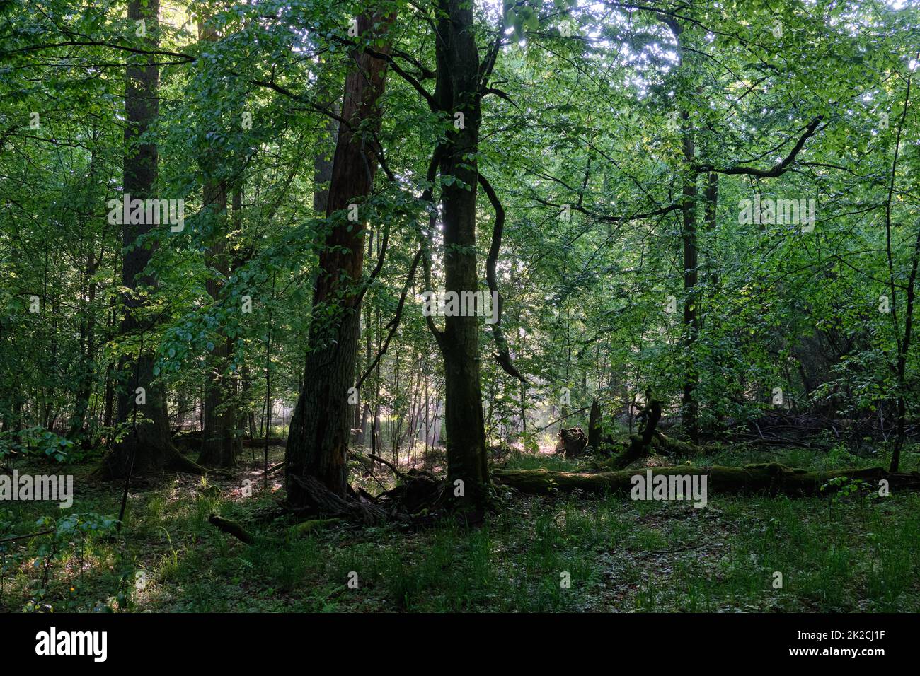 Il fascio di sole entra in una ricca foresta decidua Foto Stock