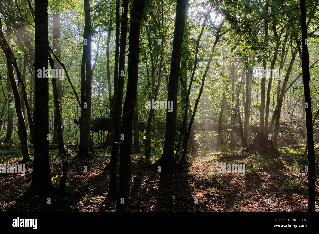 Il fascio di sole entra in una ricca foresta decidua Foto Stock