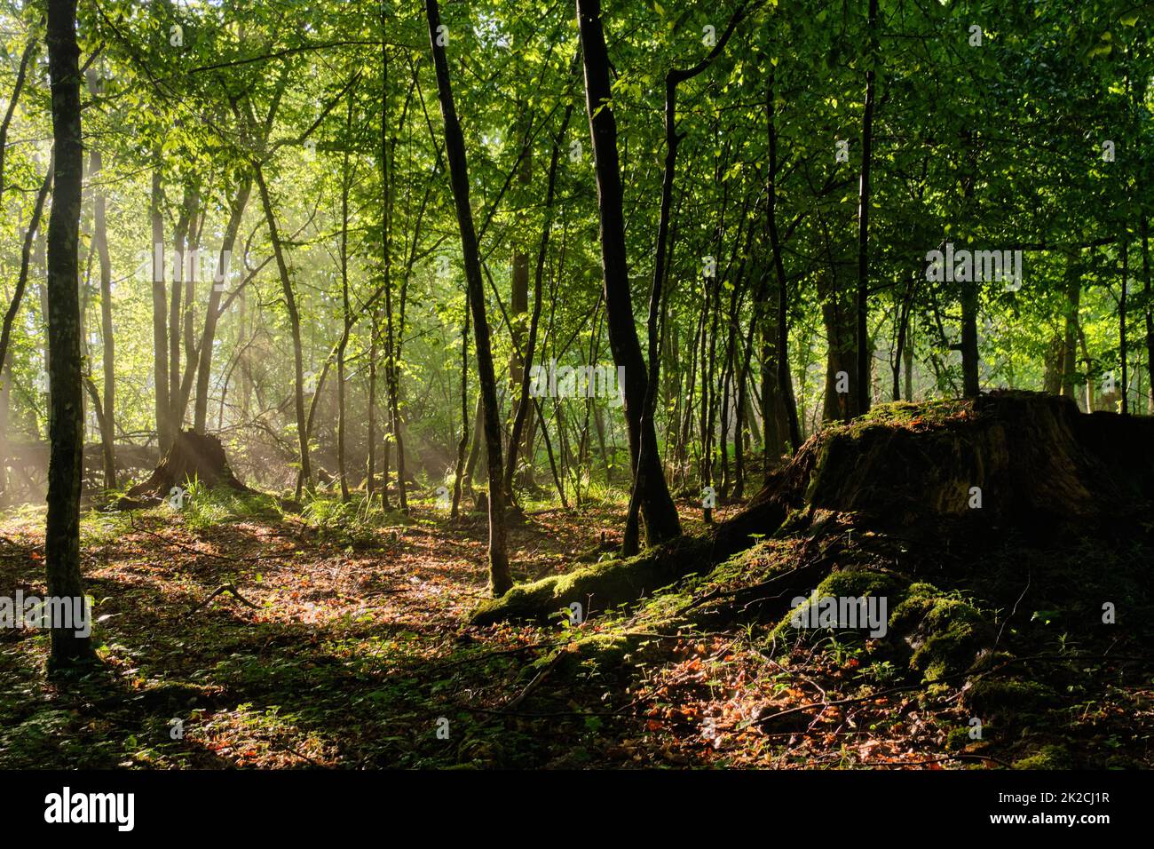 Il fascio di sole entra in una ricca foresta decidua Foto Stock