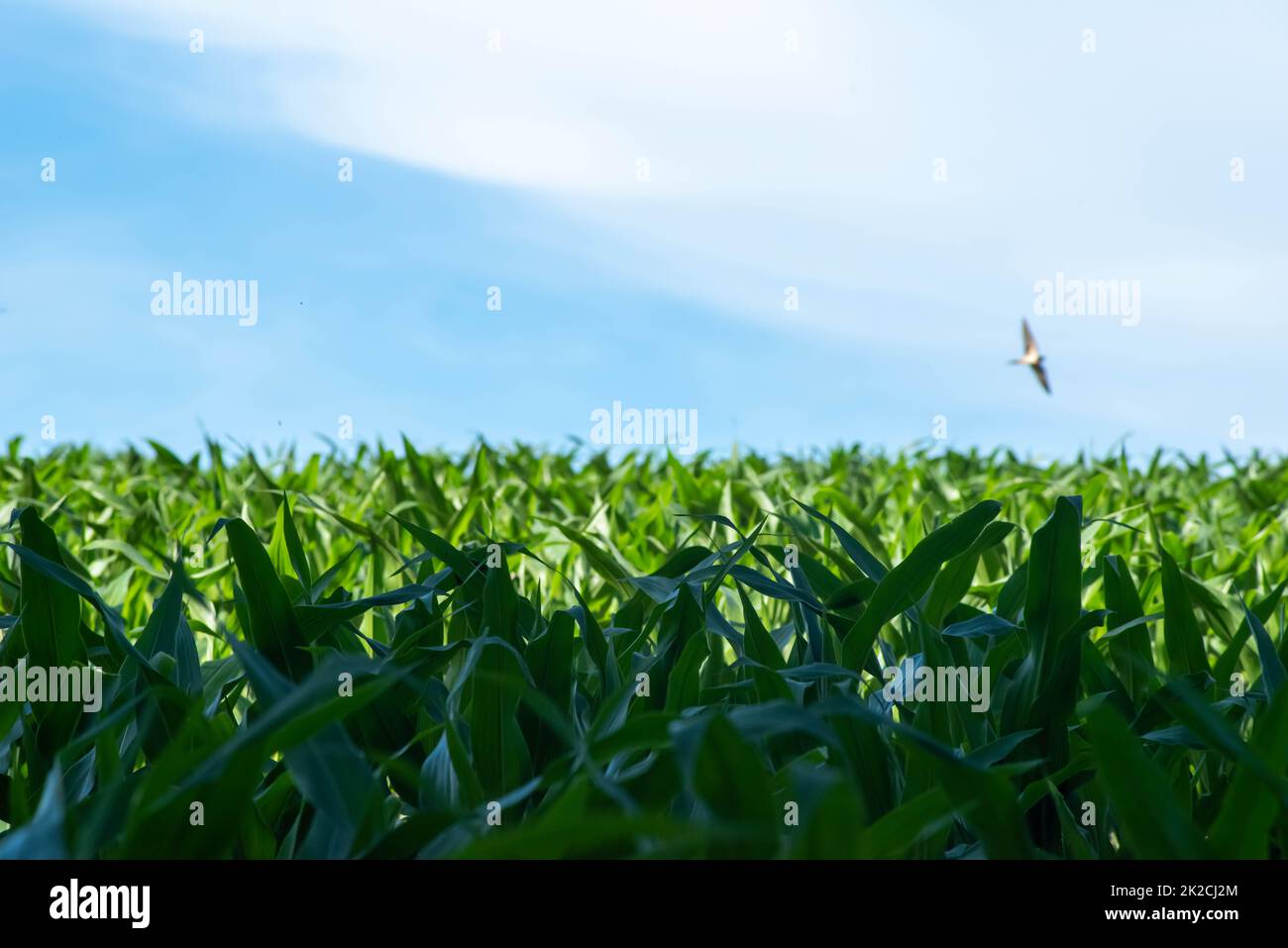 campo di mais verde e cielo blu con uccello di fondo sfocato Foto Stock