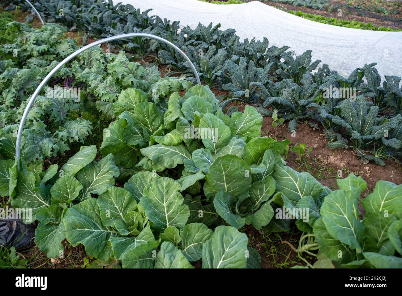 File di verdure da giardino biologiche con cerchi e coperture Foto Stock