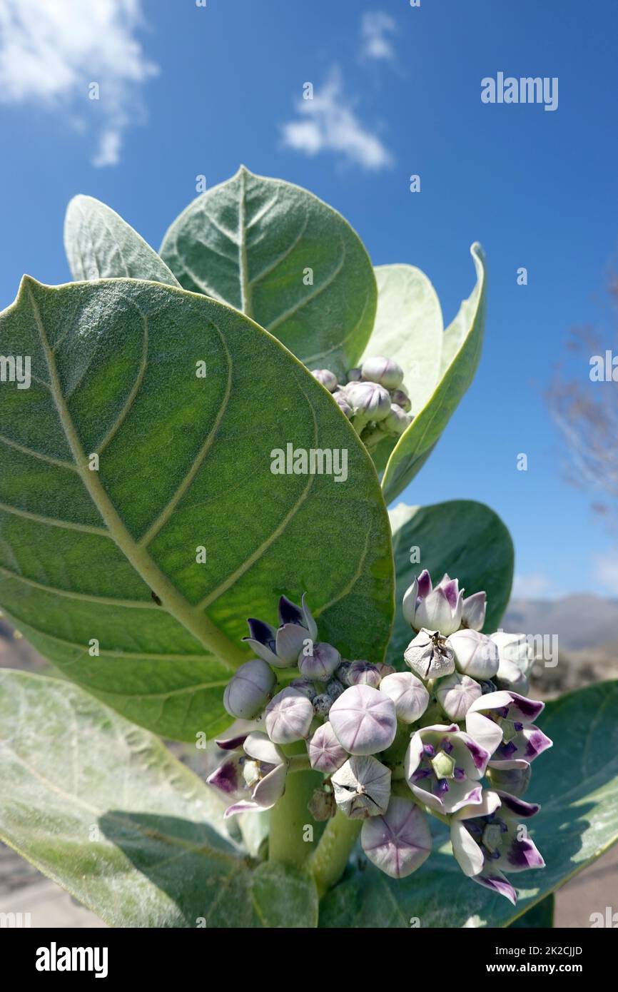 Oscher (Calotropis procera, SYN.Asclepias procera, Asclepias gigantea), auch Fettblattbaum Foto Stock