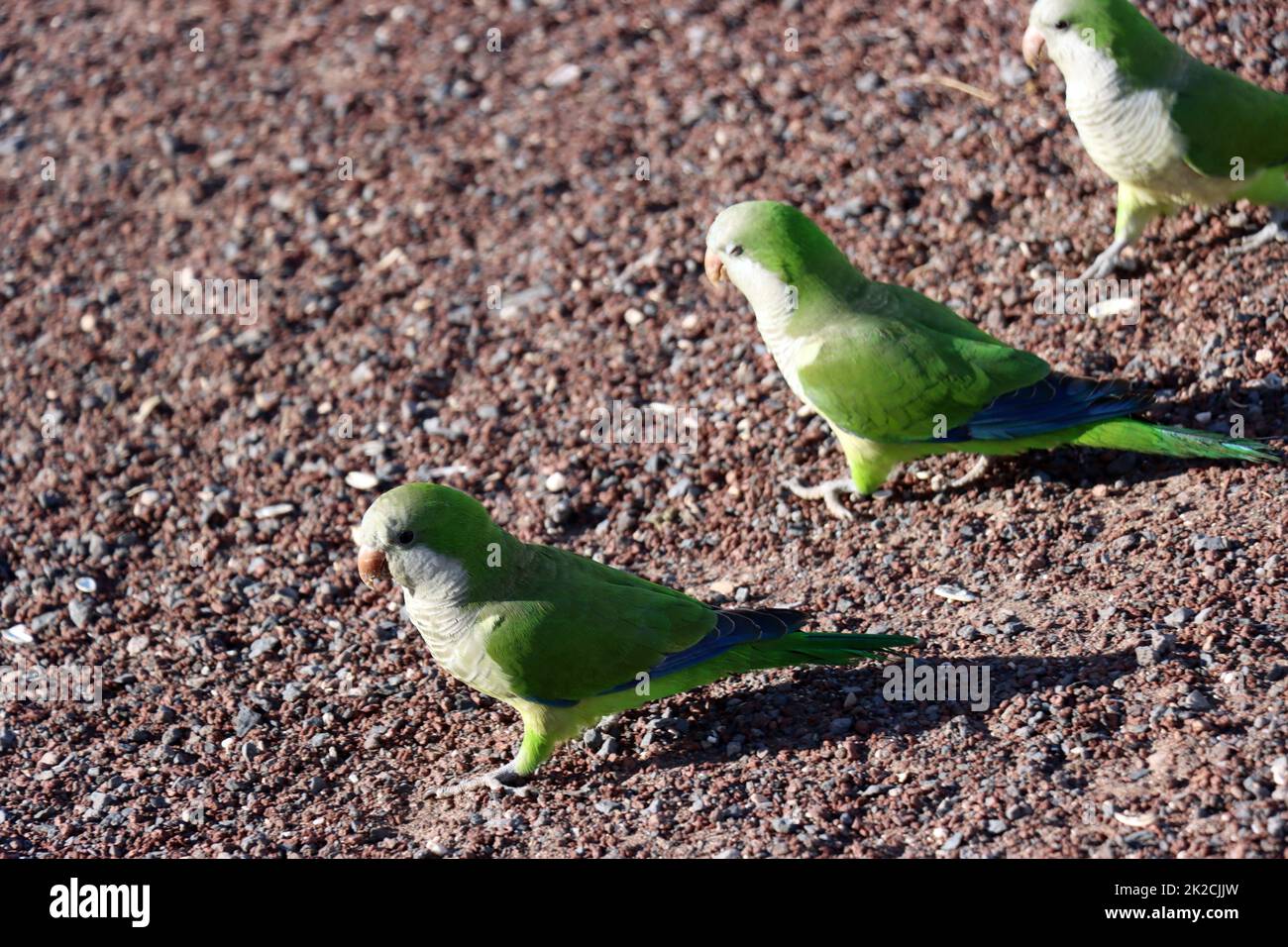 MÃ¶nchssittich (Myiopsitta monachus), Neozoi a Fuerteventura Foto Stock