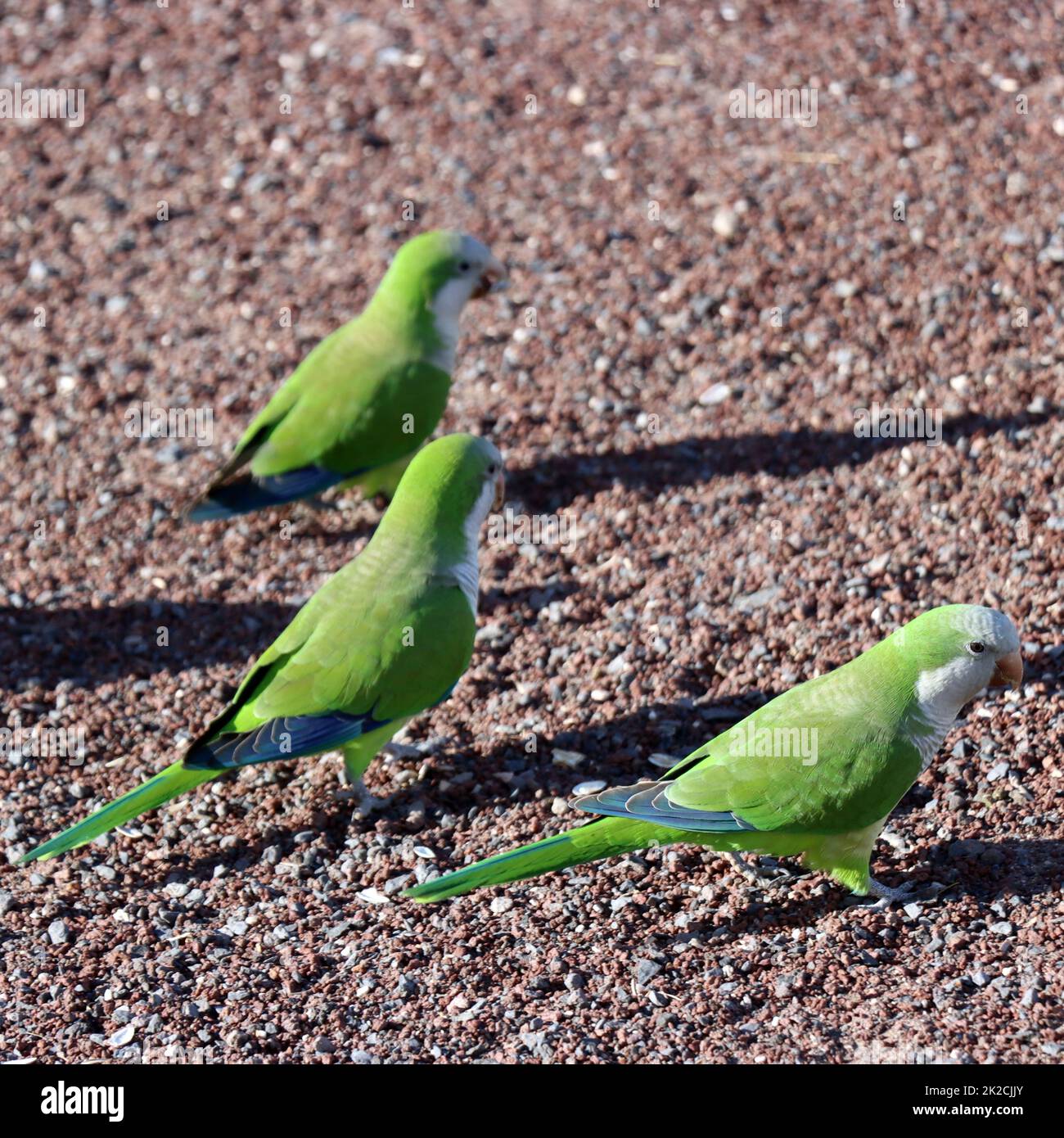 MÃ¶nchssittich (Myiopsitta monachus), Neozoi a Fuerteventura Foto Stock