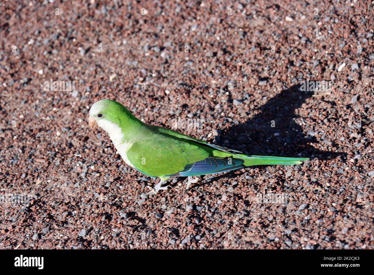 MÃ¶nchssittich (Myiopsitta monachus), Neozoi a Fuerteventura Foto Stock